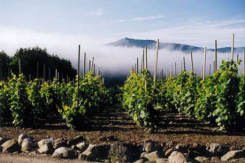 Vignoble Chapelle Ste Agnès Vineyard Vignoble Chapelle Ste Agnès Vineyard